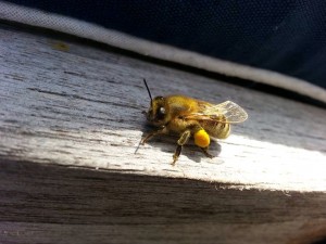 Bild: Johan Skyllberger